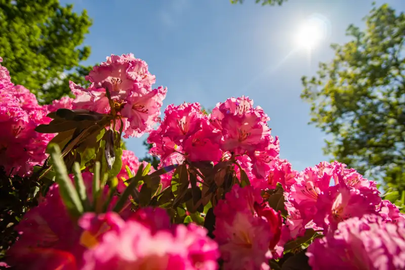 Bremen Rhododendronresa