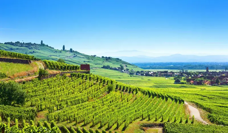 Alsace vinresa