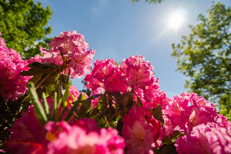 Bremen Rhododendronresa - 4 dagar