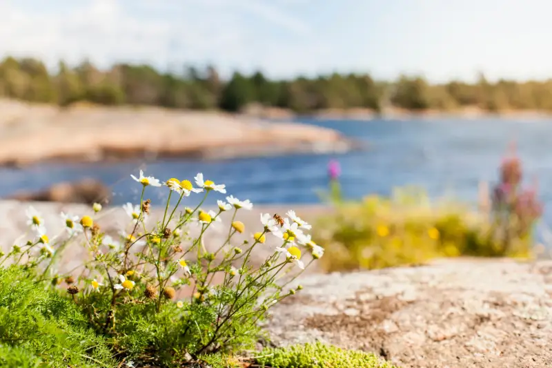Lilla Sverigesresan