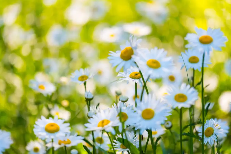 Bergslagen Midsommar